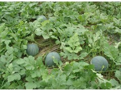 各種優(yōu)質(zhì)果蔬