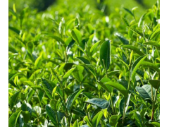 重慶彭水生態(tài)有機茶銷售