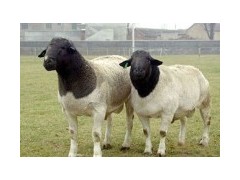 山東波爾山羊養殖場廠家