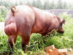 榮昌母豬-榮昌豬|榮昌種豬|榮昌豬苗