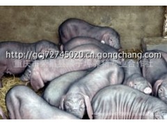 榮昌豬,太湖豬,長太豬,蘇太豬