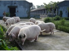 生態養豬示范基地