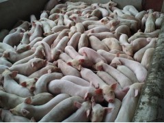 榮昌豬-榮昌豬苗|榮昌種豬|榮昌母豬