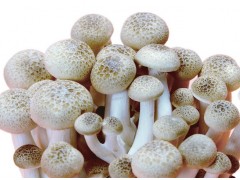 重慶富硒生態(tài)蘑菇種植