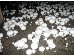 重慶富硒生態(tài)蘑菇種植基地