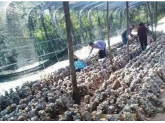 重慶科帆農(nóng)業(yè)種植