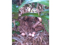 重慶江津富硒土雞生態(tài)養(yǎng)殖場(chǎng)