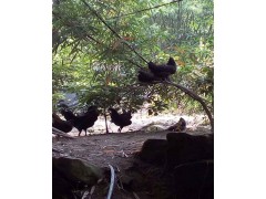 江津富硒土雞生態(tài)養(yǎng)殖場(chǎng)