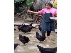 江津高富硒土雞生態(tài)養(yǎng)殖場(chǎng)