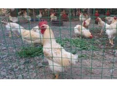 養(yǎng)殖圍欄網(wǎng)