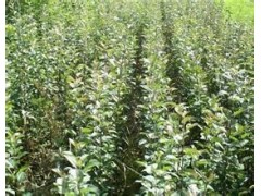 供應核桃苗、葡萄苗、棗樹苗、梨樹苗、鈣果苗、蘋果苗、櫻桃苗