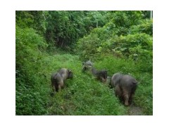 生態(tài)野豬養(yǎng)殖技巧