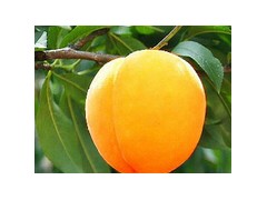 黃桃苗的種植管理要求