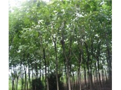 周口梓樹生產基地 周口梓樹價格 周口梓樹報價 國華供