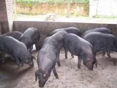 生態黑豬榮昌豬年豬
