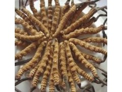 廣州天然蟲草哪家好|臻傳供|深圳天然蟲草食用方法