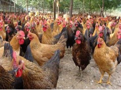 重慶土雞團購銷售