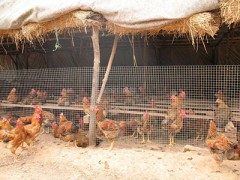 重慶土雞養殖基地