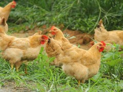 重慶土雞養殖批發供應