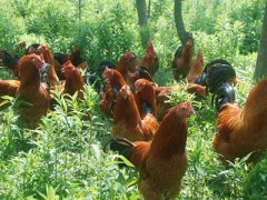 重慶散養土雞團購批發