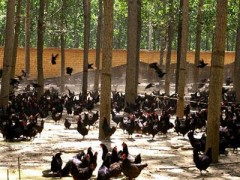 重慶土雞養殖供應大量出欄