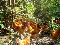 重慶土雞養殖團購價出售