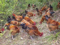 重慶土雞養殖大量現貨批發