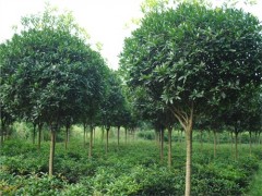 16公分大葉女貞價(jià)格丨子軒供