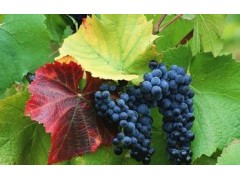 馬陸葡萄采摘團購上海摘葡萄團購團購葡萄旭祎供