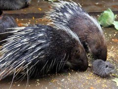 重慶豪豬養殖團購價現貨批發