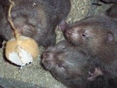 重慶竹鼠養殖基地大量出欄啦，都是團購價銷售