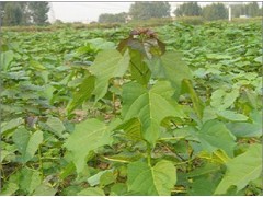 焦作楸樹小苗價格 焦作楸樹小苗多少錢 國華供