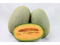 海陽網紋瓜批發