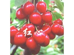 大櫻桃苗批發(fā)