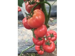 棗強批發西紅柿苗 硬果西紅柿種苗