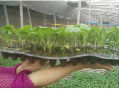 丹東長茄子苗【廠家直銷】紫把長茄種苗