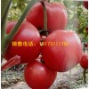 威海西紅柿苗 專供早春西紅柿苗