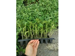 濟南番茄苗 嫁接番茄苗品種廠家