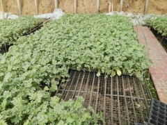 崇左西瓜苗批發 嫁接西瓜苗廠家