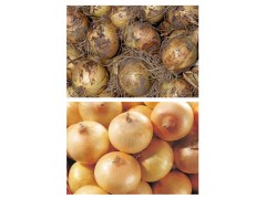 德州蘿卜清洗機(jī) 毛刷式蘿卜清洗機(jī)報(bào)價(jià)