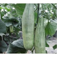 荊州京欣西瓜苗（大瓜）嫁接西瓜苗育苗廠