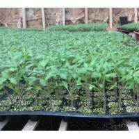 博愛西紅柿苗基地 硬粉西紅柿苗廠家