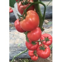 岳陽大粉西紅柿苗 越冬西紅柿種苗