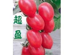 錦州出售西紅柿苗 硬皮粉色西紅柿種苗