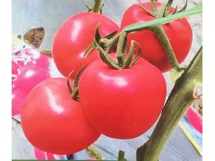 呂梁小番茄西紅柿苗基地