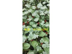 安龍嫁接西瓜苗 批發(fā)金城五號(hào)西瓜苗