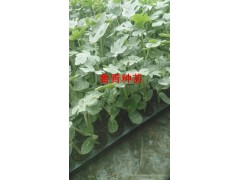 黎平西瓜苗廠家 貴州嫁接西瓜苗基地