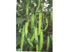 沈陽螺絲椒苗廠家 直銷螺絲椒種苗