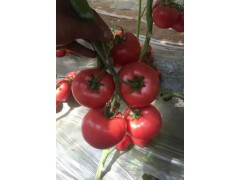 雞西西紅柿苗 育大小西紅柿苗基地