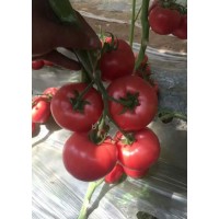 雞西西紅柿苗 育大小西紅柿苗基地